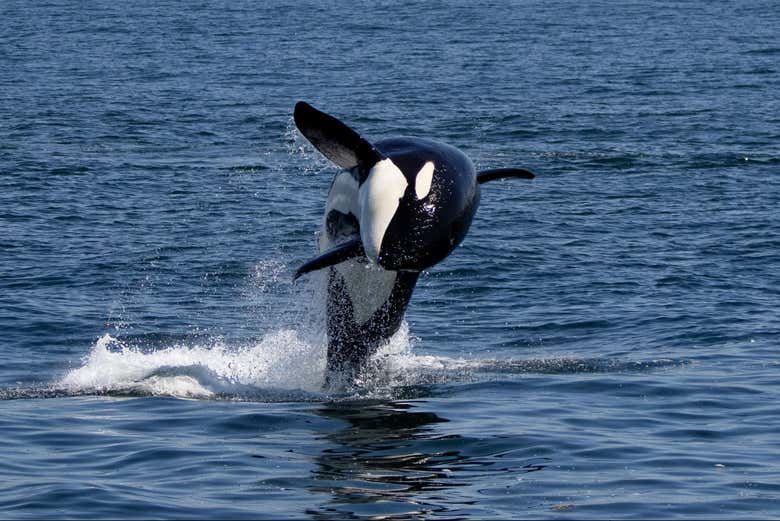 Un'orca