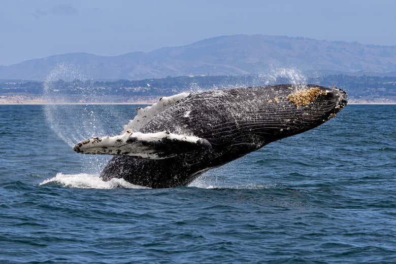 Vedremo questi bellissimi animali