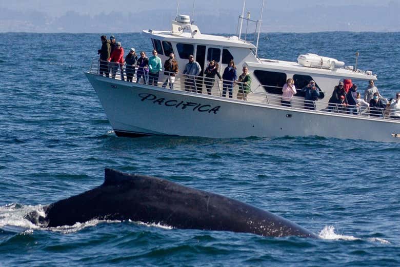 Viendo ballenas en Monterrey
