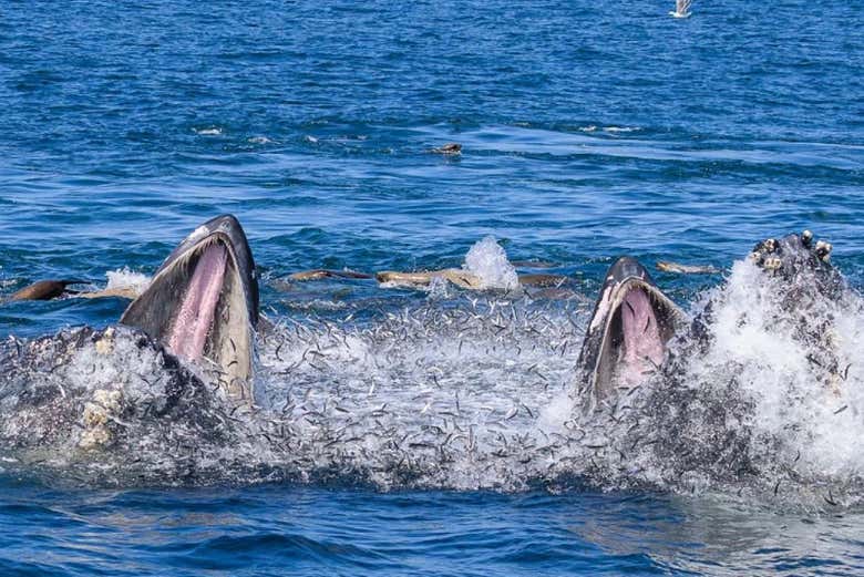 Una pareja de ballenas comiendo 