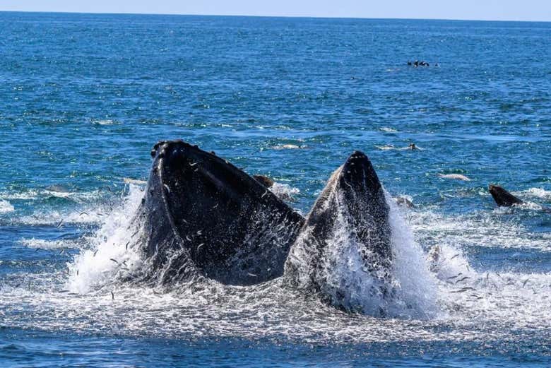 Las fauces de una gran ballena