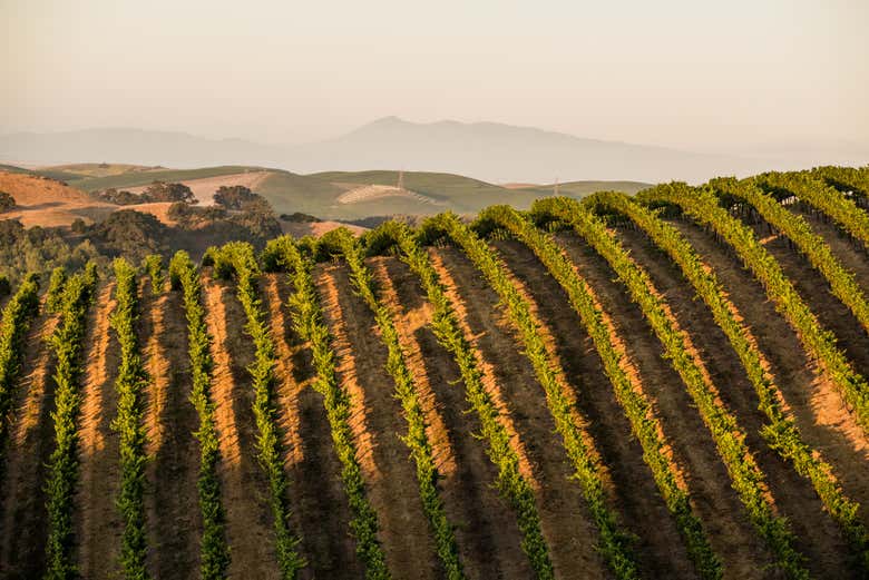 El valle de Napa acoge los viñedos de la bodega Artesa