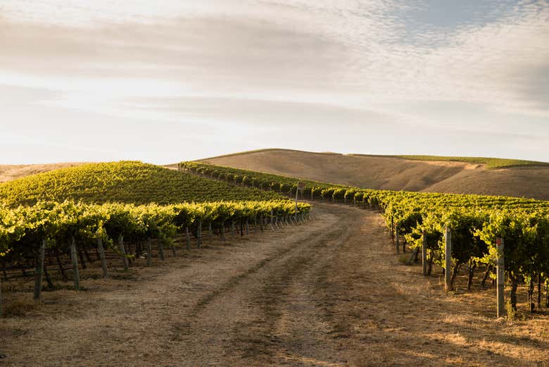 Viñedos de la bodega Artesa