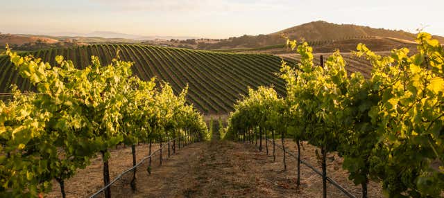 Visite du domaine viticole Artesa Winery