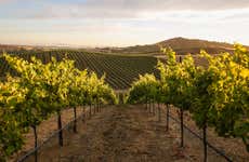 Visita à vinícola Artesa Winery