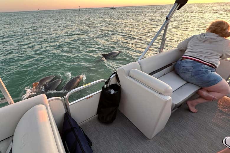 Observez des dauphins