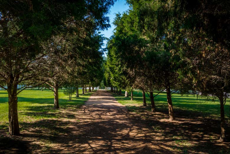 Vegetação em Andrew Jackson's Hermitage