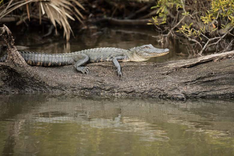 Un petit (grand ?) crocodile !
