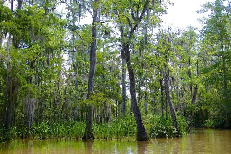 Humedales de la Reserva de Barataria