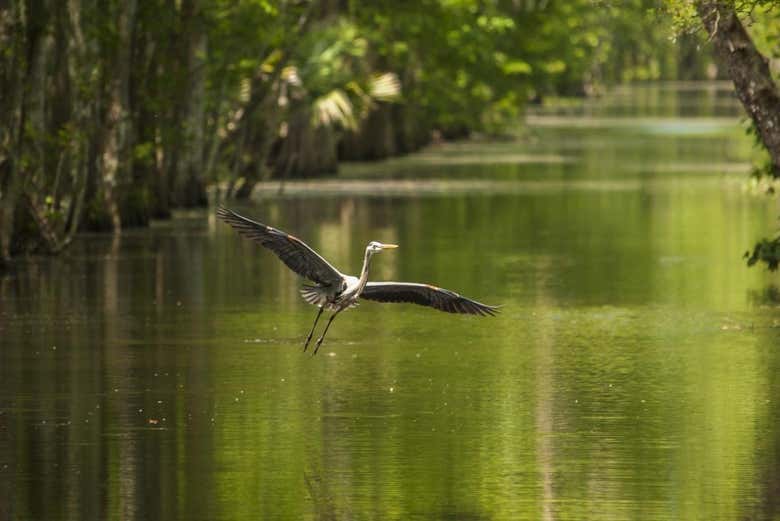 Un ave volando sobre el pantano de la Reserva de Barataria