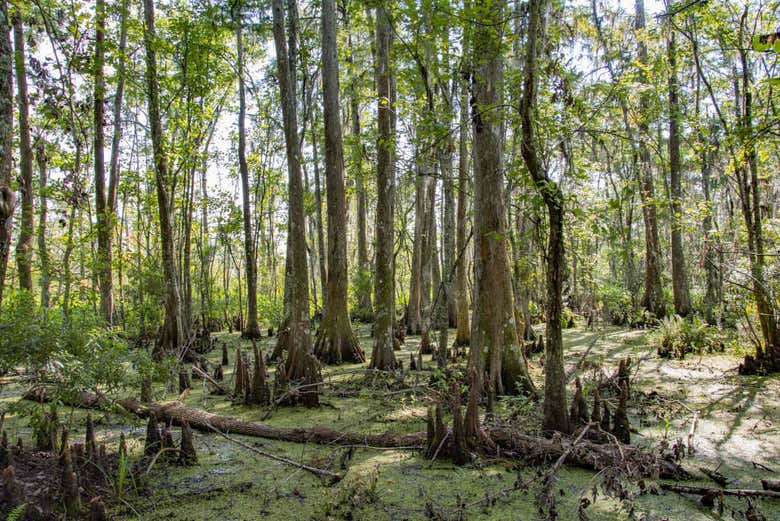 Réserve de Barataria