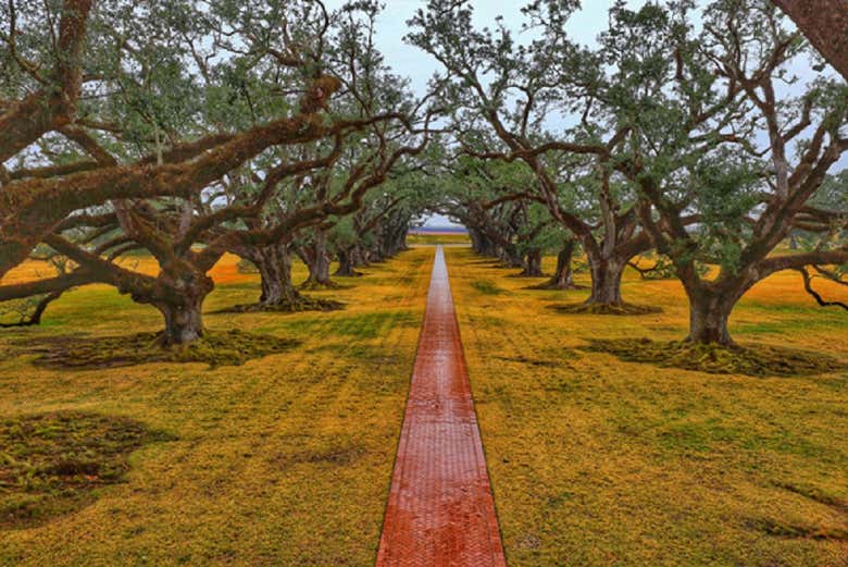 Pasadizo de robles de Oak Alley