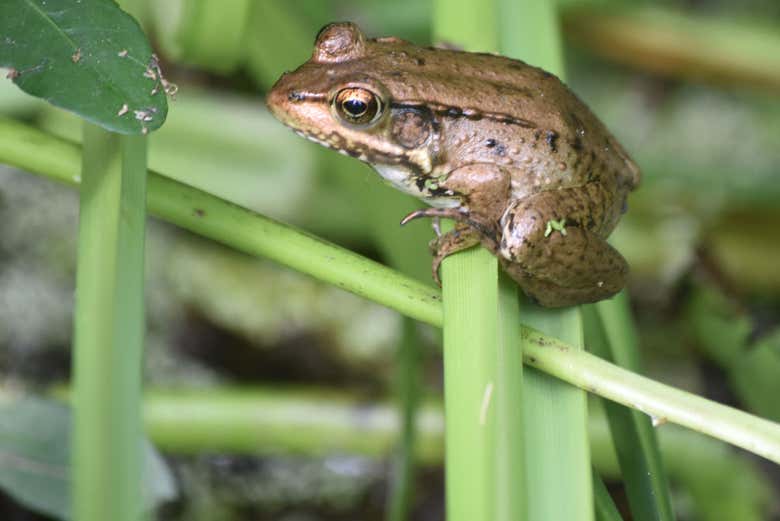 Découvrir la faune du sud de la Nouvelle-Orléans
