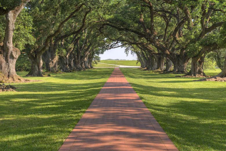 Sendero rodeado de robles en Oak Alley
