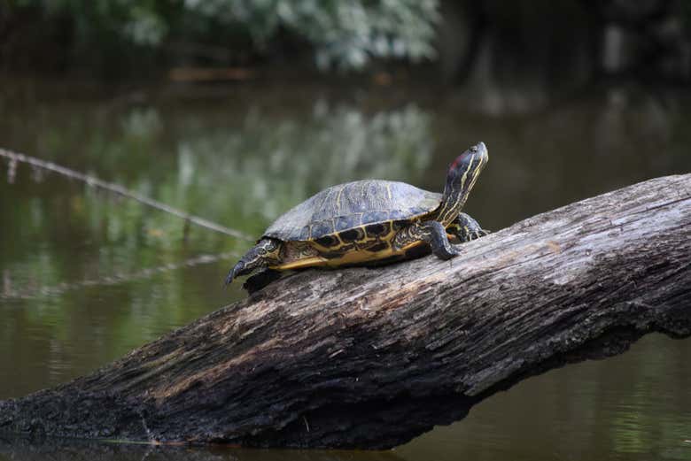 Une tortue