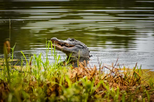 Airboat Trip in Barataria Preserve