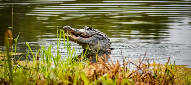 Balade en aéroglisseur dans la Réserve de Barataria
