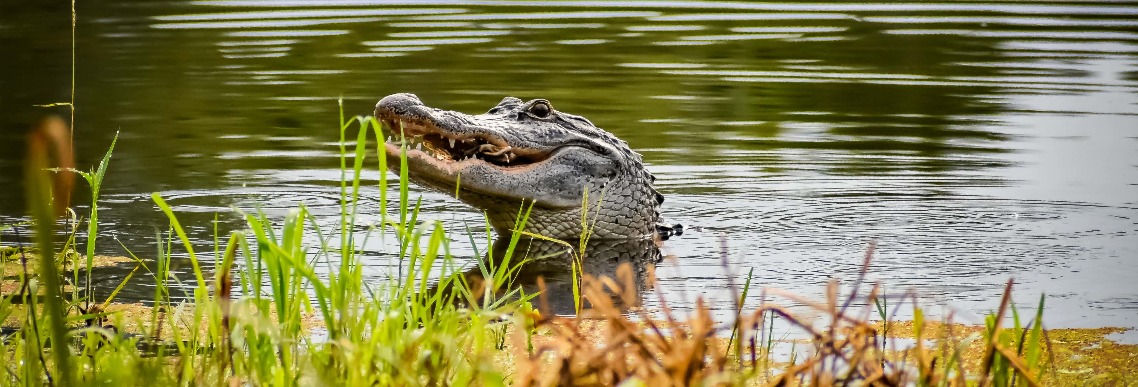 Boat tours in New Orleans
