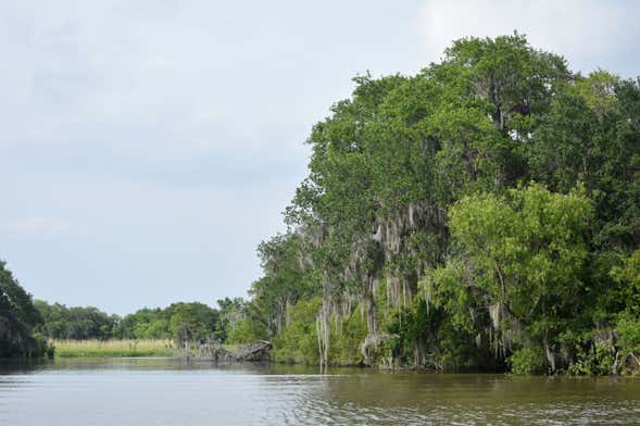 Paseo en barco por la Reserva de Barataria