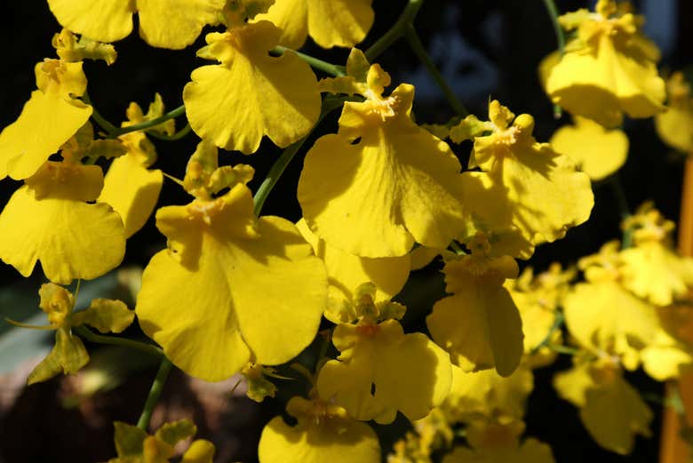 Orchidées jaunes vibrantes du jardin