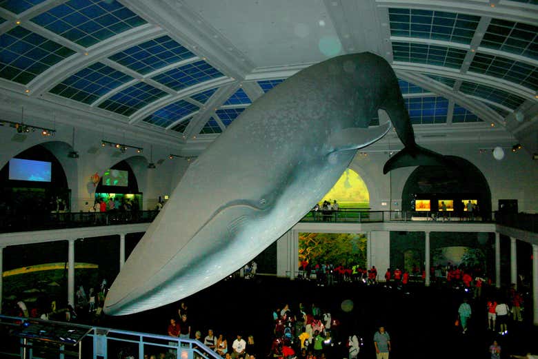 Une baleine du Musée