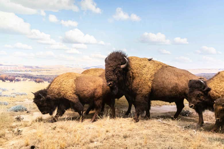 Des bisons