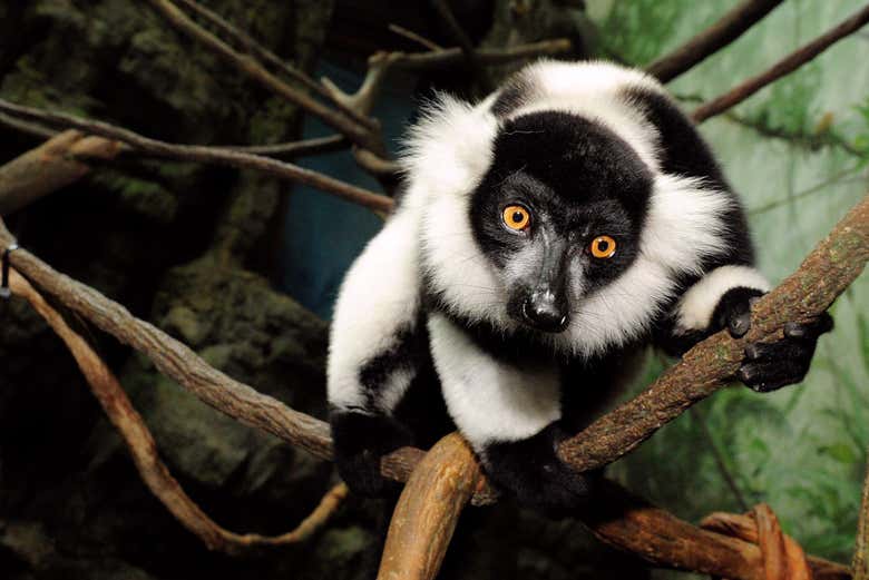 Un ejemplar de Lémur en la zona de bosque lluvioso