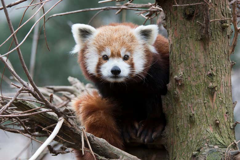 Un encantador panda rojo