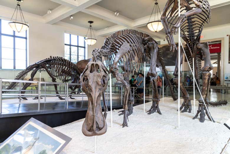 Esqueletos de dinosaurio