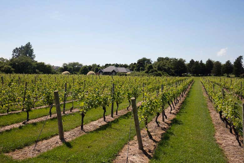 The Hamptons vineyard