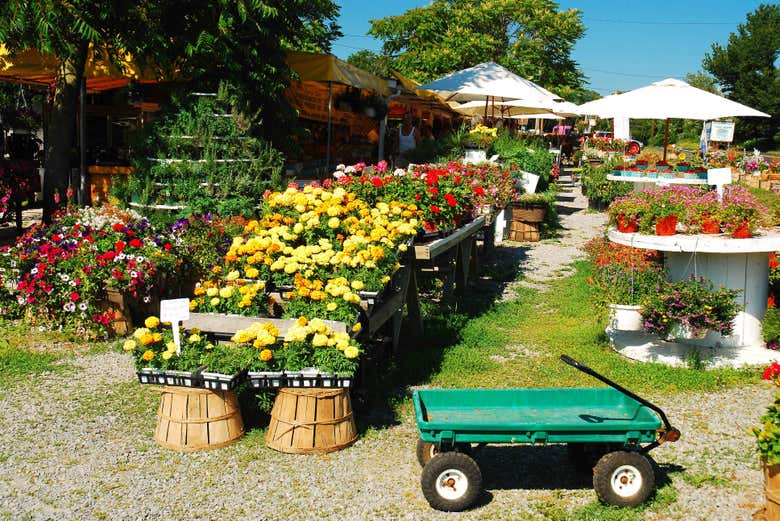 Floristería local