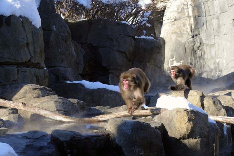 Dos macacos japoneses