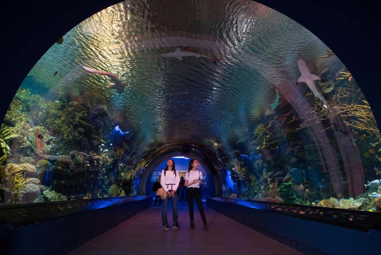 Pasando por el Ocean Wonder: Sharks!