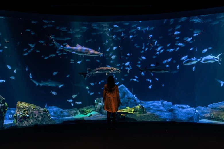 Veréis numerosos peces de todo el mundo