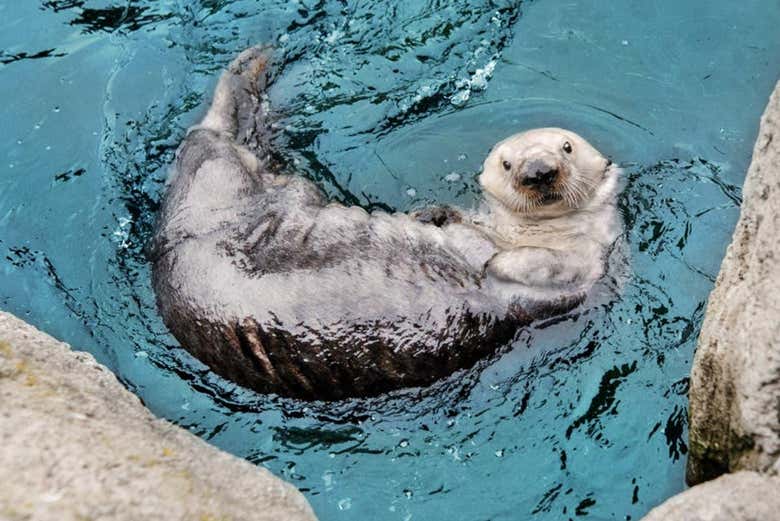 Una simpática nutria en el agua