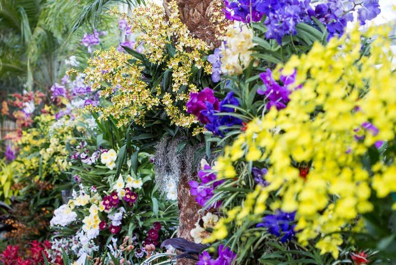 Orchidées au jardin botanique de New York