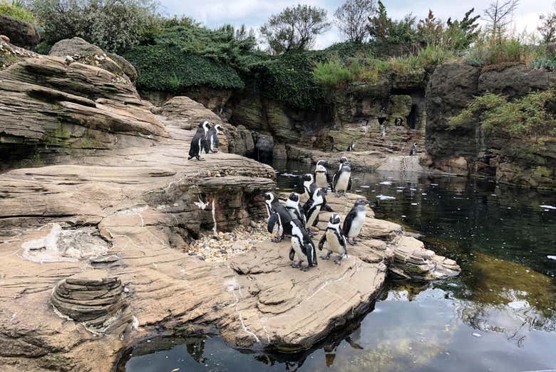 Veremos numerosos pingüinos