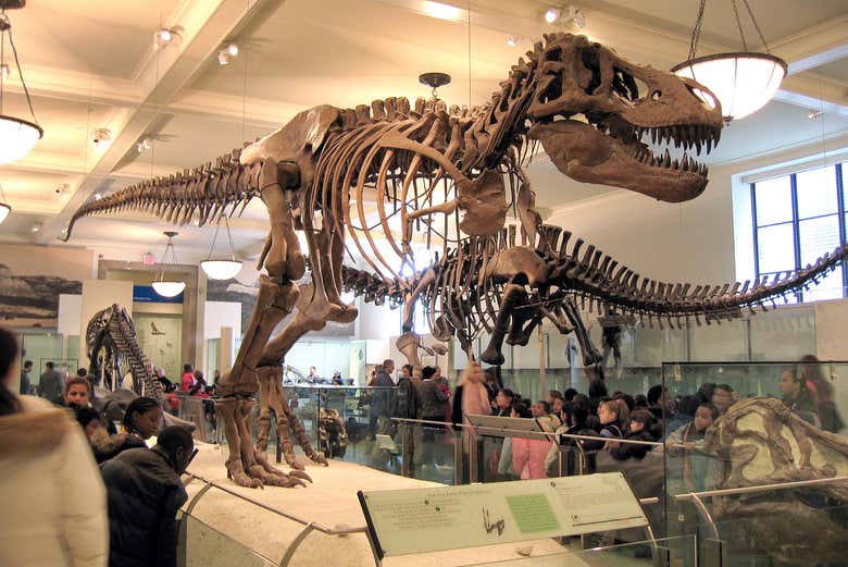 Un T-Rex du Musée
