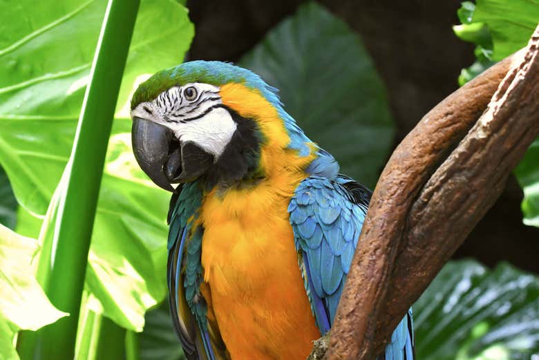 Encontraréis exóticas aves en la zona del trópico del zoológico