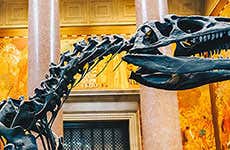 Museu de História Natural