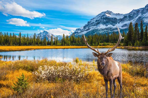 Tour de 7 días por lo mejor de Canadá