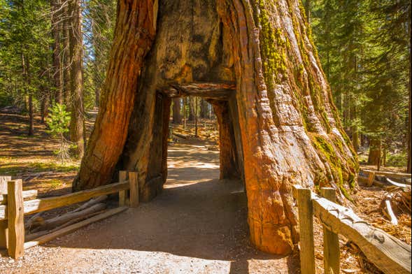 Excursión a Mariposa Grove