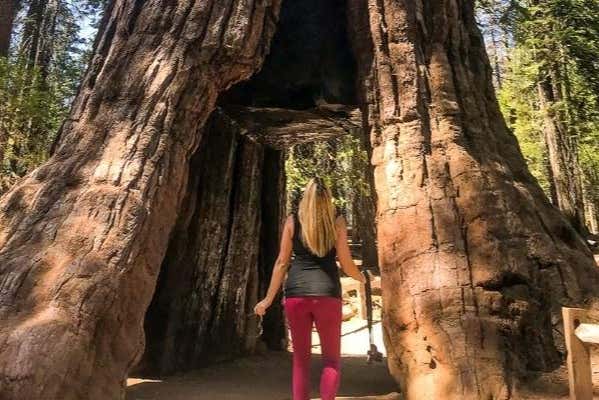 Cruzando el túnel de uno de los árboles
