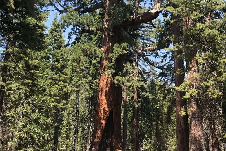 Secuoya gigante de Mariposa Grove