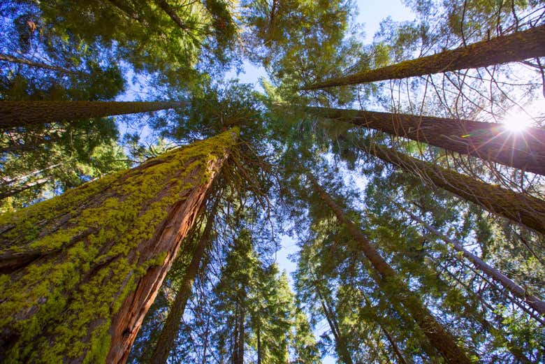Secuoyas gigantes de Mariposa Grove