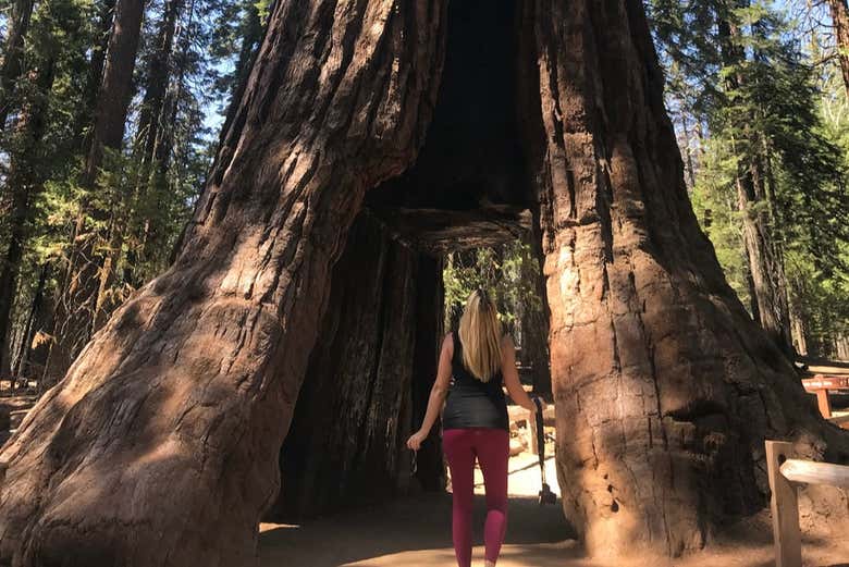 Pasando bajo un túnel en un árbol