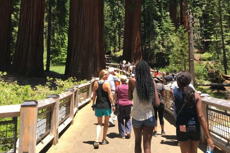 Visitando Mariposa Grove