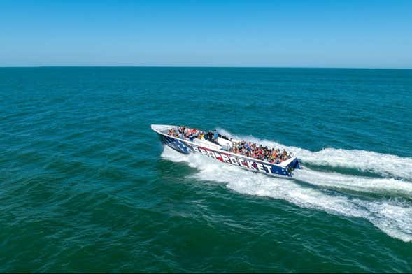 Avistamiento de delfines en Ocean City