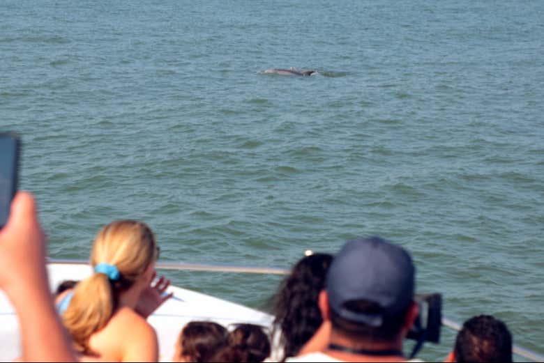Look out for dolphins!