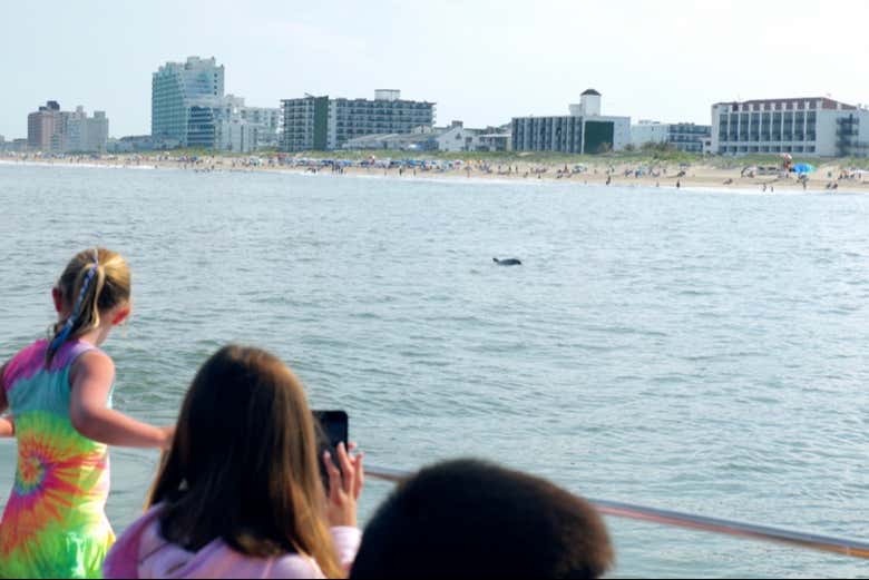 Observation d'un dauphin depuis le bateau